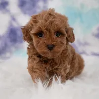 Zeus , a male Maltipoo for sale in Donna, TX – 2 of 7