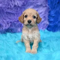 Thor , a male Cockapoo for sale in Donna, TX – 5 of 8