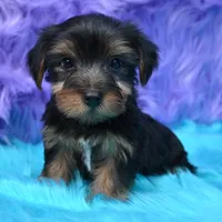 Gus , a male Yorkshire Terrier for sale in Donna, TX – 5 of 10