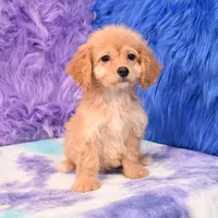 Perla , a female Cockapoo for sale in Donna, TX – 1 of 10