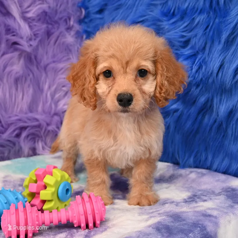 Thor  – Cockapoo puppy for sale in Donna, TX