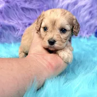 Piper , a female Cavapoo for sale in Donna, TX – 3 of 9