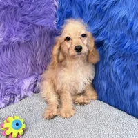 Thor  - 7 day return policy, a male Cockapoo for sale in Donna, TX – 3 of 10