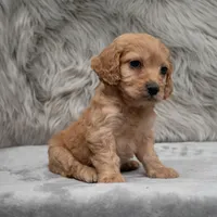 Cookie , a female Cockapoo for sale in Donna, TX – Photo 6 of 8