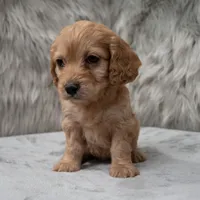 Cookie , a female Cockapoo for sale in Donna, TX – Photo 1 of 8