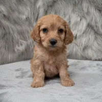 Cookie , a female Cockapoo for sale in Donna, TX – Photo 8 of 8