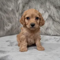 Cookie , a female Cockapoo for sale in Donna, TX – Photo 7 of 8
