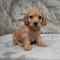 Cookie , a female Cockapoo for sale in Donna, TX – Photo 4 of 8