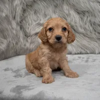 Cookie , a female Cockapoo for sale in Donna, TX – Photo 3 of 8