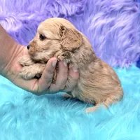 Piper , a female Cavapoo for sale in Donna, TX – 7 of 9