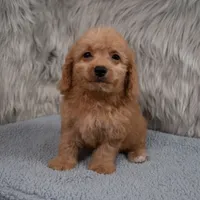 Ranger  Micro-Mini, a male Miniature Goldendoodle for sale in Donna, TX – 3 of 7