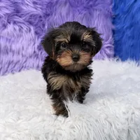 Jax, a male Yorkshire Terrier for sale in Donna, TX – 7 of 10