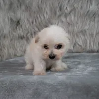 Raul , a male Maltipoo for sale in Donna, TX – 5 of 8