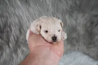 Mike , a male Maltipoo for sale in Donna, TX – 4 of 10
