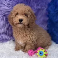 Paul, a male Shihpoo for sale in Donna, TX – 3 of 10