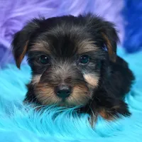 Gus , a male Yorkshire Terrier for sale in Donna, TX – 6 of 10