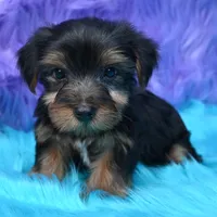 Gus , a male Yorkshire Terrier for sale in Donna, TX – 3 of 10