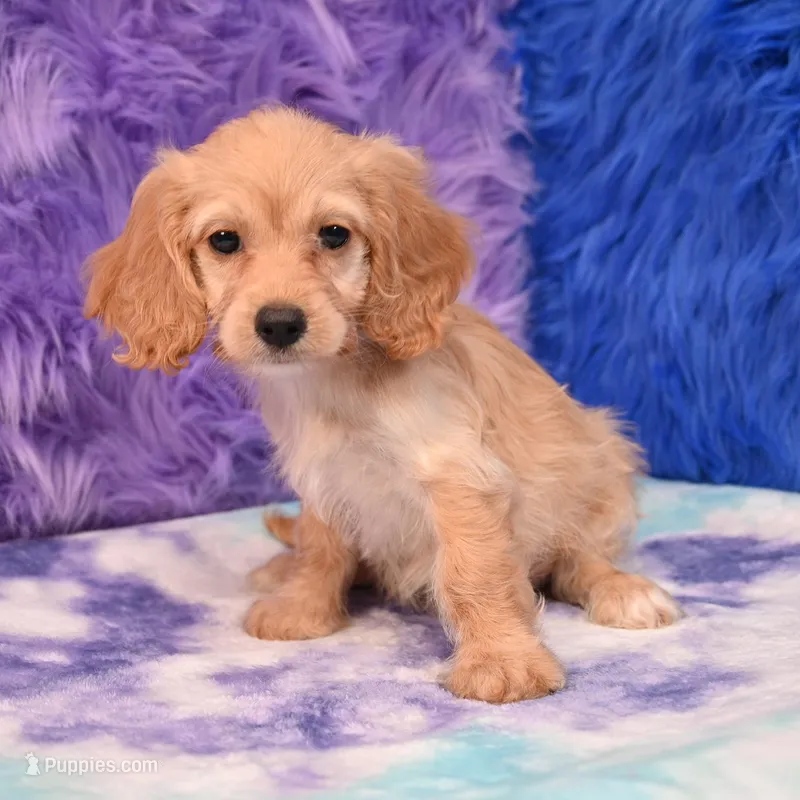 Annie  – Cockapoo puppy for sale in Donna, TX