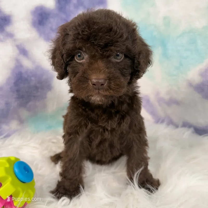 Vilma  – Poodle - Miniature  puppy for sale in Donna, TX