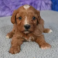 Fluffy, a male Cavapoo for sale in Donna, TX – 2 of 10