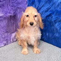 Annie  - 7 day return guarantees, a female Cockapoo for sale in Donna, TX – 6 of 10