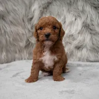 Koda , a male Miniature Goldendoodle for sale in Donna, TX – Photo 3 of 8