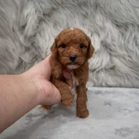 Koda , a male Miniature Goldendoodle for sale in Donna, TX – Photo 7 of 8