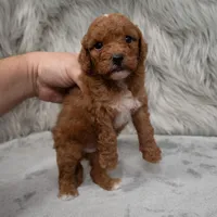 Koda , a male Miniature Goldendoodle for sale in Donna, TX – Photo 6 of 8