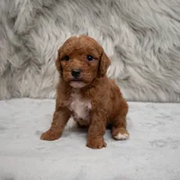 Koda , a male Miniature Goldendoodle for sale in Donna, TX – Photo 1 of 8