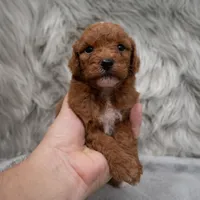 Koda , a male Miniature Goldendoodle for sale in Donna, TX – Photo 4 of 8