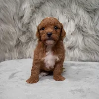 Koda , a male Miniature Goldendoodle for sale in Donna, TX – Photo 2 of 8