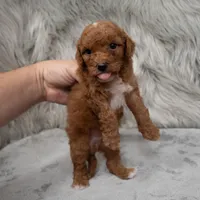 Koda , a male Miniature Goldendoodle for sale in Donna, TX – Photo 5 of 8