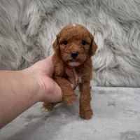 Koda , a male Miniature Goldendoodle for sale in Donna, TX – Photo 8 of 8