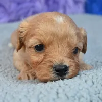 Rusty, a male Cavapoo for sale in Donna, TX – 8 of 10