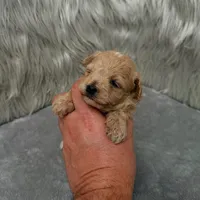 Jax, a male Maltipoo for sale in Donna, TX – Photo 4 of 9