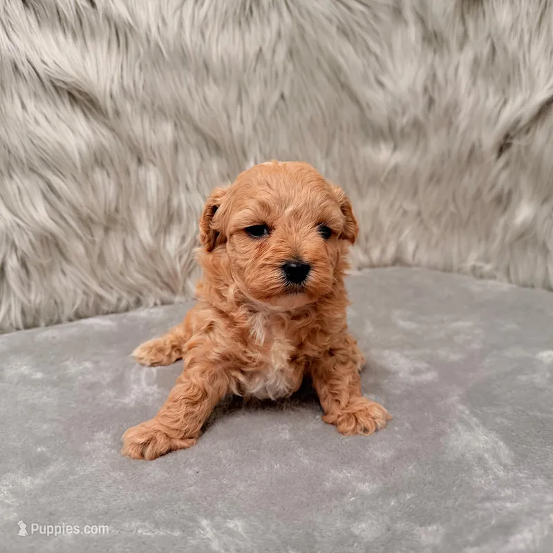 Jax – Maltipoo puppy for sale in Donna, TX