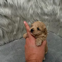 Jax, a male Maltipoo for sale in Donna, TX – Photo 9 of 9