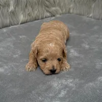 Jax, a male Maltipoo for sale in Donna, TX – Photo 8 of 9