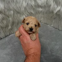 Jax, a male Maltipoo for sale in Donna, TX – Photo 7 of 9