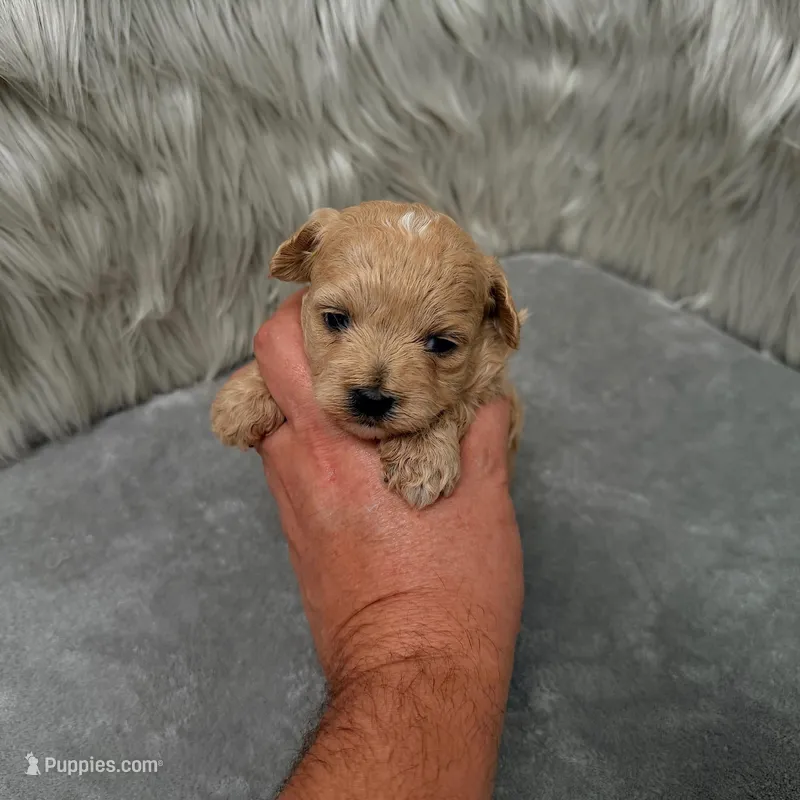 Jax – Maltipoo puppy for sale in Donna, TX