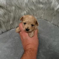 Jax, a male Maltipoo for sale in Donna, TX – Photo 1 of 9