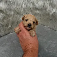 Jax, a male Maltipoo for sale in Donna, TX – Photo 6 of 9