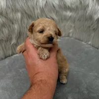 Jax, a male Maltipoo for sale in Donna, TX – Photo 3 of 9