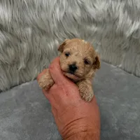 Jax, a male Maltipoo for sale in Donna, TX – Photo 5 of 9