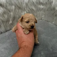 Jax, a male Maltipoo for sale in Donna, TX – Photo 2 of 9