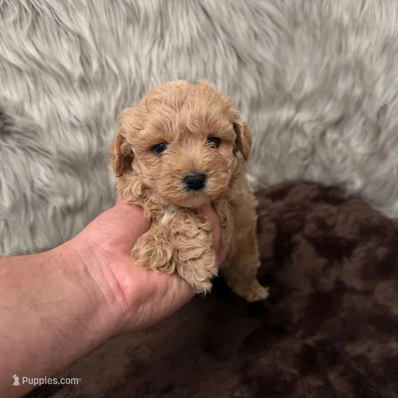 Jax – Maltipoo puppy for sale in Donna, TX
