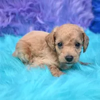 Dexter , a male Cockapoo for sale in Donna, TX – 5 of 8