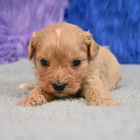 Bentley - 7 day return guarantees, a male Cavapoo for sale in Donna, TX – 8 of 10