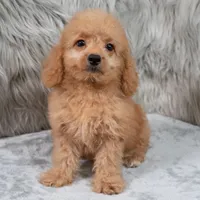Ranger, a male Miniature Goldendoodle for sale in Donna, TX – 4 of 9