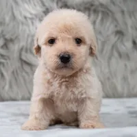 Rocky , a male Poodle - Miniature  for sale in Donna, TX – 3 of 6